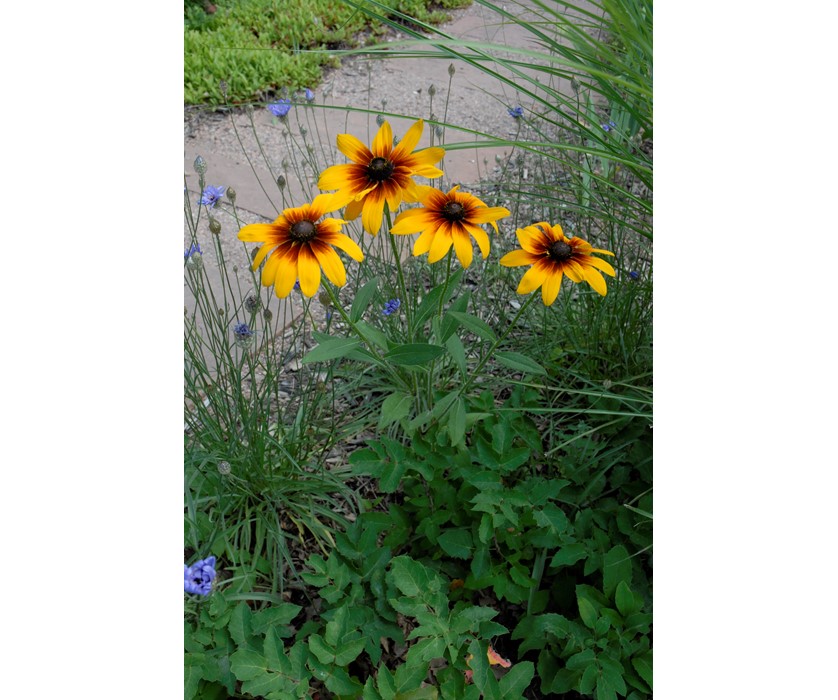 Black-eyed Susan